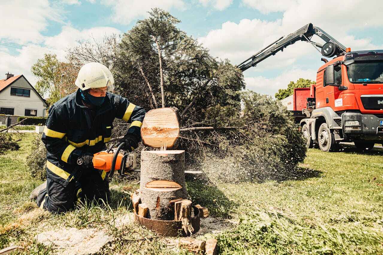 The Steps Involved in Our Tree Care Process in Folkston, GA